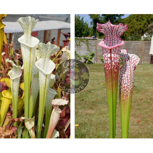 Sarracenia Leucophylla hcw cl7 x SL25 S. leucophylla -- pink lip, Appalachicola