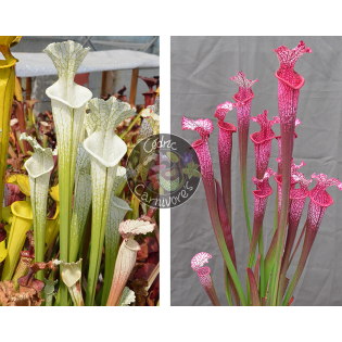 Sarracenia Leucophylla hcw cl7 x S. ‘l1a’ pink stabilo