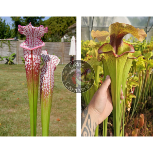 SL25 S. leucophylla -- pink lip, Appalachicola x  S. x 'Serpentard'