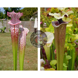SL25 S. leucophylla -- pink lip, Appalachicola x  S. ‘French porcelaine’