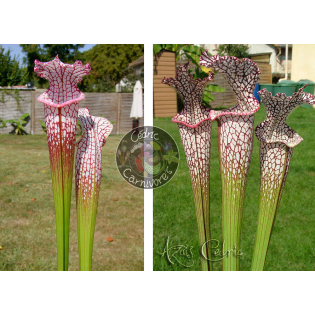 SL25 S. leucophylla -- pink lip, Appalachicola x SL04 S. leucophylla -- helmut´s Delight