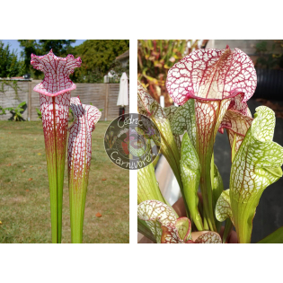 SL25 S. leucophylla -- pink lip, Appalachicola x SX137 S. x 'Skywatcher'
