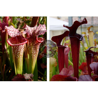 SXM64 S.x Moorei -- 'Helen Mary' x SX113 S. 'Black Widow’