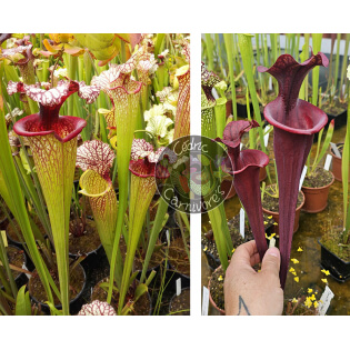 SXM61 S.x Moorei -- “Timothy King” x (S.'Mansille' x S.'Copper vase')