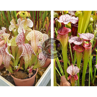 SX137 S. x 'Skywatcher' x SXM31 S.x Moorei -- 'Adrian Slack’