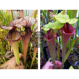 SXM47 S.x Moorei -- (leucophylla "purple lips" x flava cuprea)  x S. ‘Mansille’