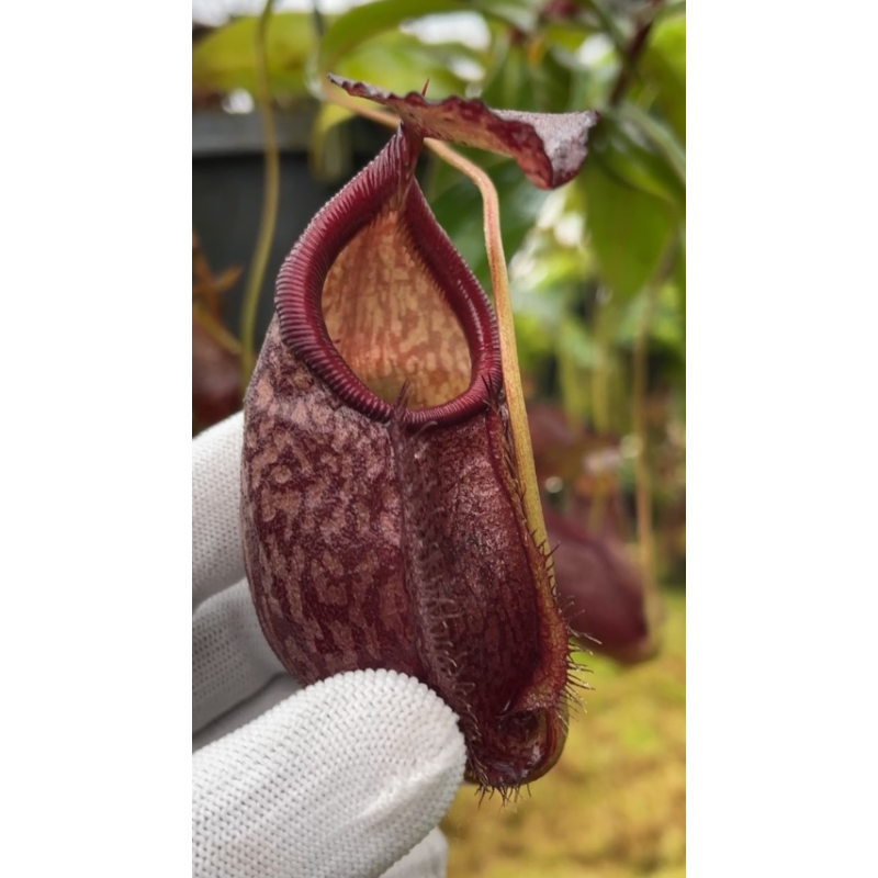 Nepenthes gymnamphora – squat form: BE-4688