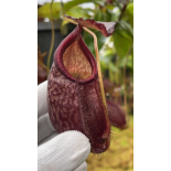 Nepenthes gymnamphora – squat form: BE-4688 - 6265