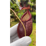 Nepenthes gymnamphora – squat form: BE-4688 - 6266