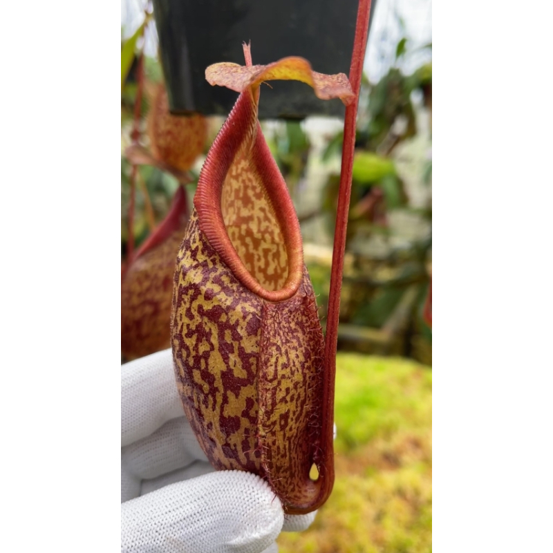 Nepenthes gymnamphora – tall form: BE-4687