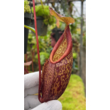 Nepenthes gymnamphora – tall form: BE-4687 - 6270
