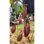 Nepenthes gymnamphora – tall form: BE-4687 - 6271