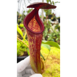 Nepenthes klossii x lowii: BE-4634 - 6272
