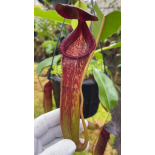 Nepenthes klossii x lowii: BE-4634 - 6273