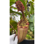 Nepenthes burbidgeae x veitchii: BE-3723 - 6274