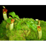 Nepenthes veitchii ‘intermediate’: BE-4087 - 6275