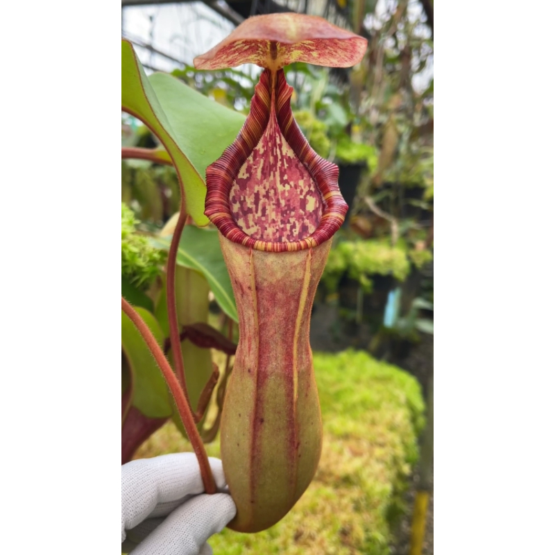 Nepenthes clipeata x (lowii x veitchii) - selected clones: BE-4625