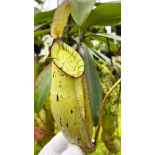 Nepenthes spectabilis x ampullaria - selected clone: BE-4587 - 6277