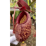 Nepenthes peltata x aristolochioides – clones assortis: BE-4633 - 6280