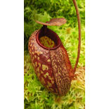 Nepenthes peltata x aristolochioides – clones assortis: BE-4633 - 6281