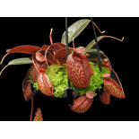 Nepenthes peltata x aristolochioides – clones assortis: BE-4633 - 6282