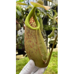 Nepenthes robcantleyi x merrilliana - assorted clones: BE-4628-Nepenthes intermédiaire