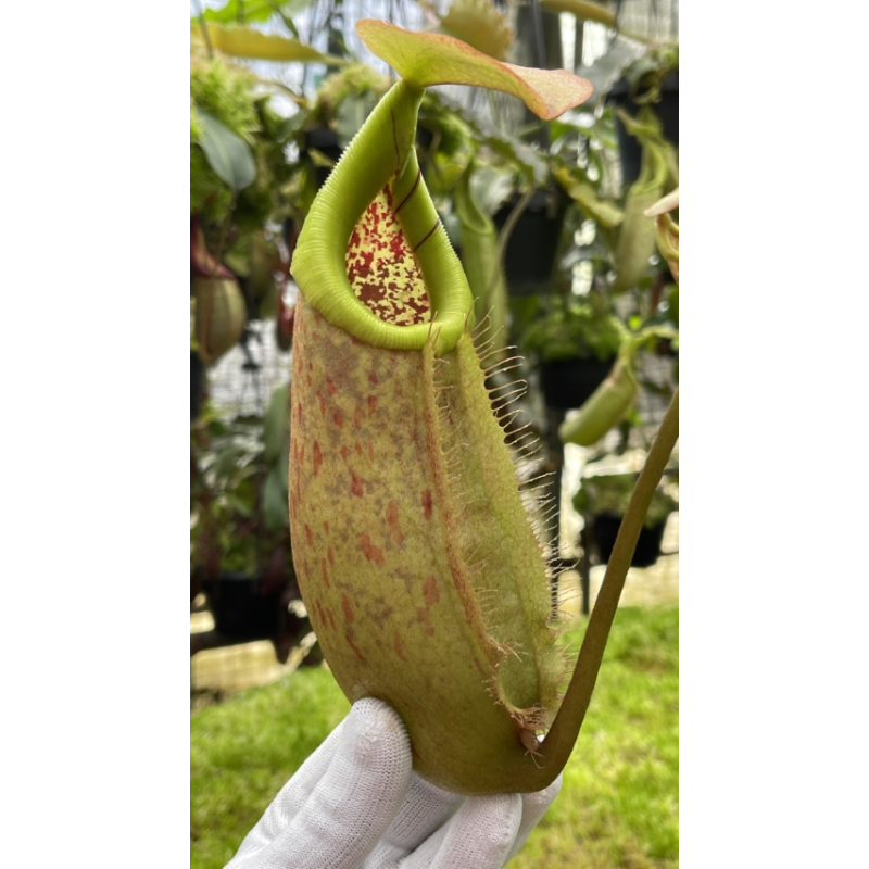 Nepenthes robcantleyi x merrilliana - assorted clones: BE-4628-Nepenthes intermédiaire