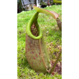 Nepenthes robcantleyi x merrilliana - assorted clones: BE-4628 - 6284