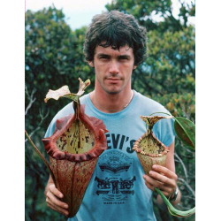 Nepenthes hamata - Lumut - best selected clone: BE-3380-Nepenthes d'altitude