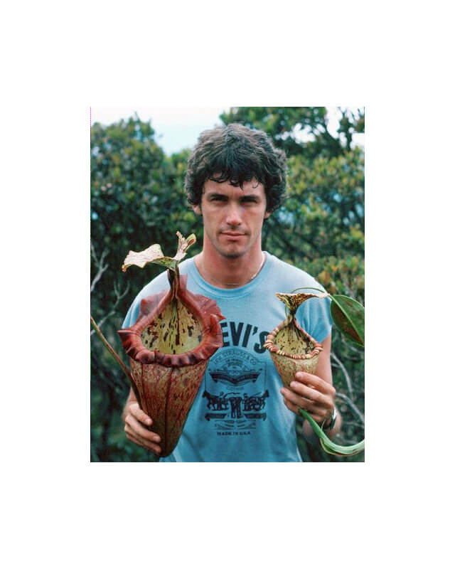 Nepenthes x ‘alisaputrana’  – assorteds clones: BE-3931-Nepenthes d'altitude