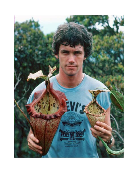 Nepenthes x ‘alisaputrana’  – assorteds clones: BE-3931