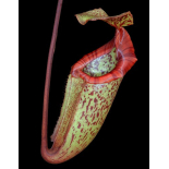 Nepenthes x ‘alisaputrana’  – assorteds clones: BE-3931 - 6287