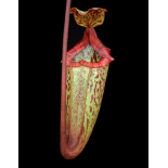 Nepenthes x ‘alisaputrana’  – assorteds clones: BE-3931 - 6288