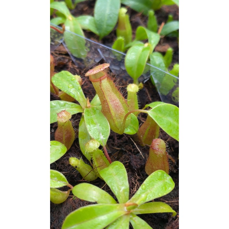 Nepenthes villosa x ventricosa: BE-4679