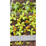 Nepenthes villosa x ventricosa: BE-4679 - 6290