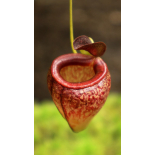 Nepenthes tenuis: BE-4049 - 6291