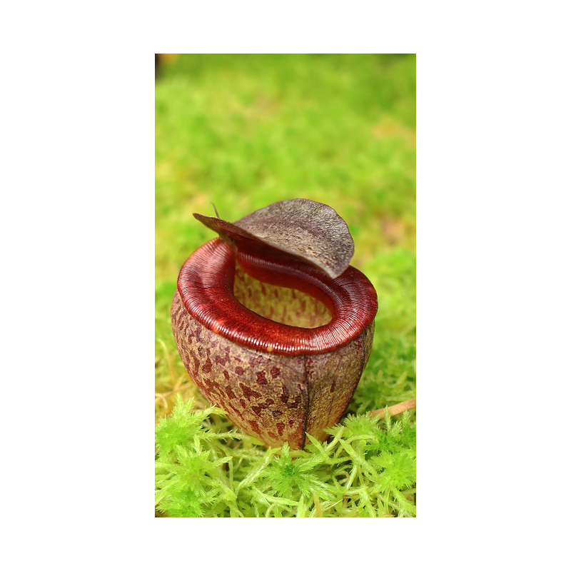 Nepenthes tenuis: BE-4049