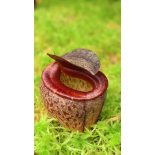 Nepenthes tenuis: BE-4049 - 6292