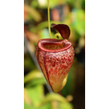 Nepenthes tenuis: BE-4049 - 6293