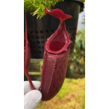 Nepenthes rajah x 'trusmadiensis': BE-4685 - 6294