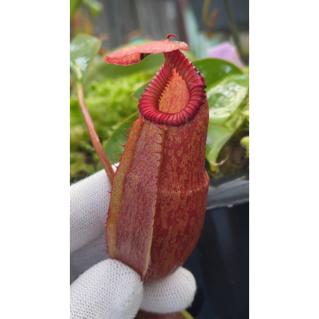 Nepenthes rajah x edwardsiana FC-096: BE-4676