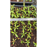 Nepenthes rajah x edwardsiana FC-096: BE-4676 - 6296