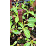 Nepenthes glandulifera x edwardsiana: BE-4617 - 6297