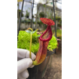 Nepenthes glandulifera x edwardsiana: BE-4617 - 6298