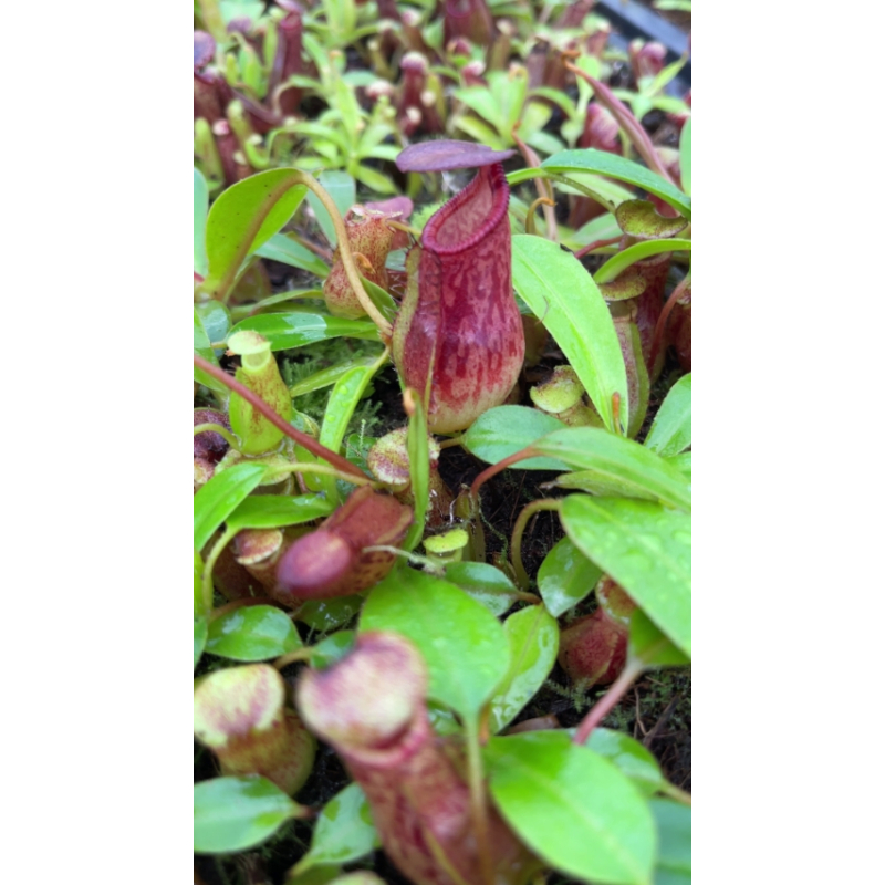 Nepenthes burkei x ephippiata: BE-4652