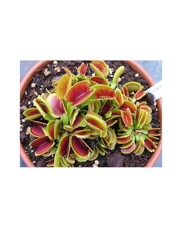 D. muscipula 'sawtooth' D. muscipula 'sawtooth'