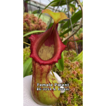 Nepenthes burkei x ephippiata: BE-4652 - 6300