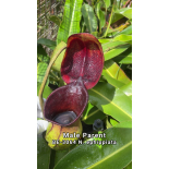 Nepenthes burkei x ephippiata: BE-4652 - 6301