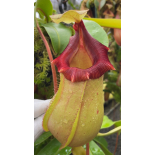 Nepenthes veitchii x ventricosa: BE-4674 - 6302