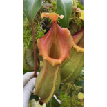 Nepenthes veitchii x ventricosa: BE-4674 - 6303
